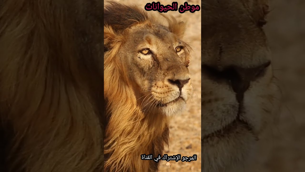 شاهد هيبة الأسودWatch the prestige of the lion
