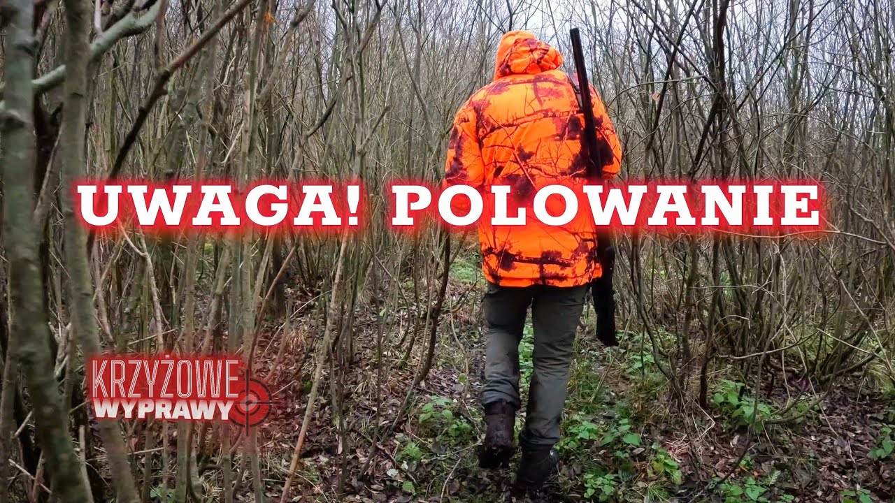 Polowanie zbiorowe na Warmii 