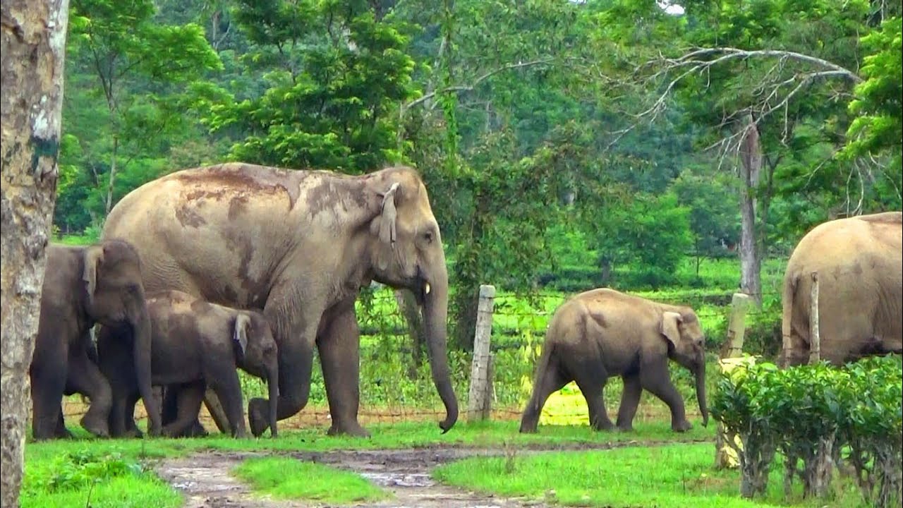 A Beautiful Encounter with Wild Elephants in Nature&rsquo;s Lap