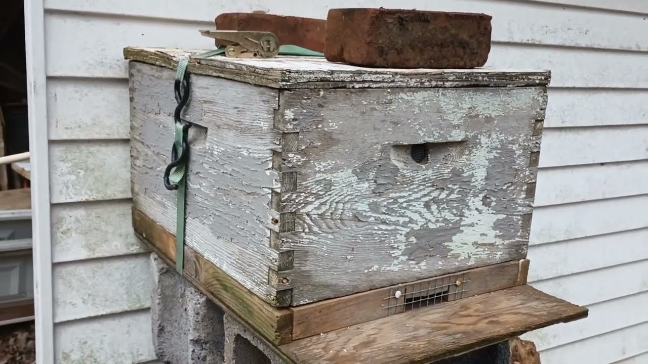 Setting a Swarm Trap for the Fun of it | Simple Basic Bait Hive 101