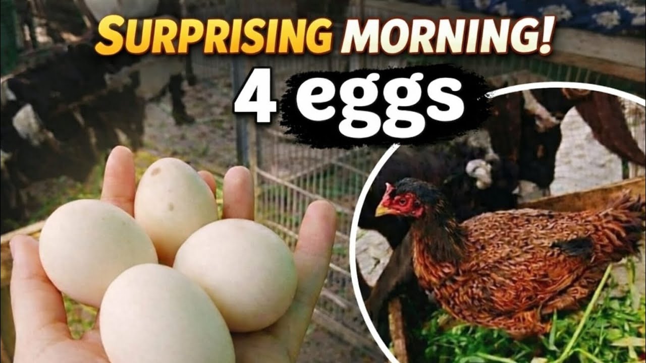 Eggs Surprise 🥚 | Surprising Morning Routine | Aaj Meri Murgiyon Ne 4 Anday Diye