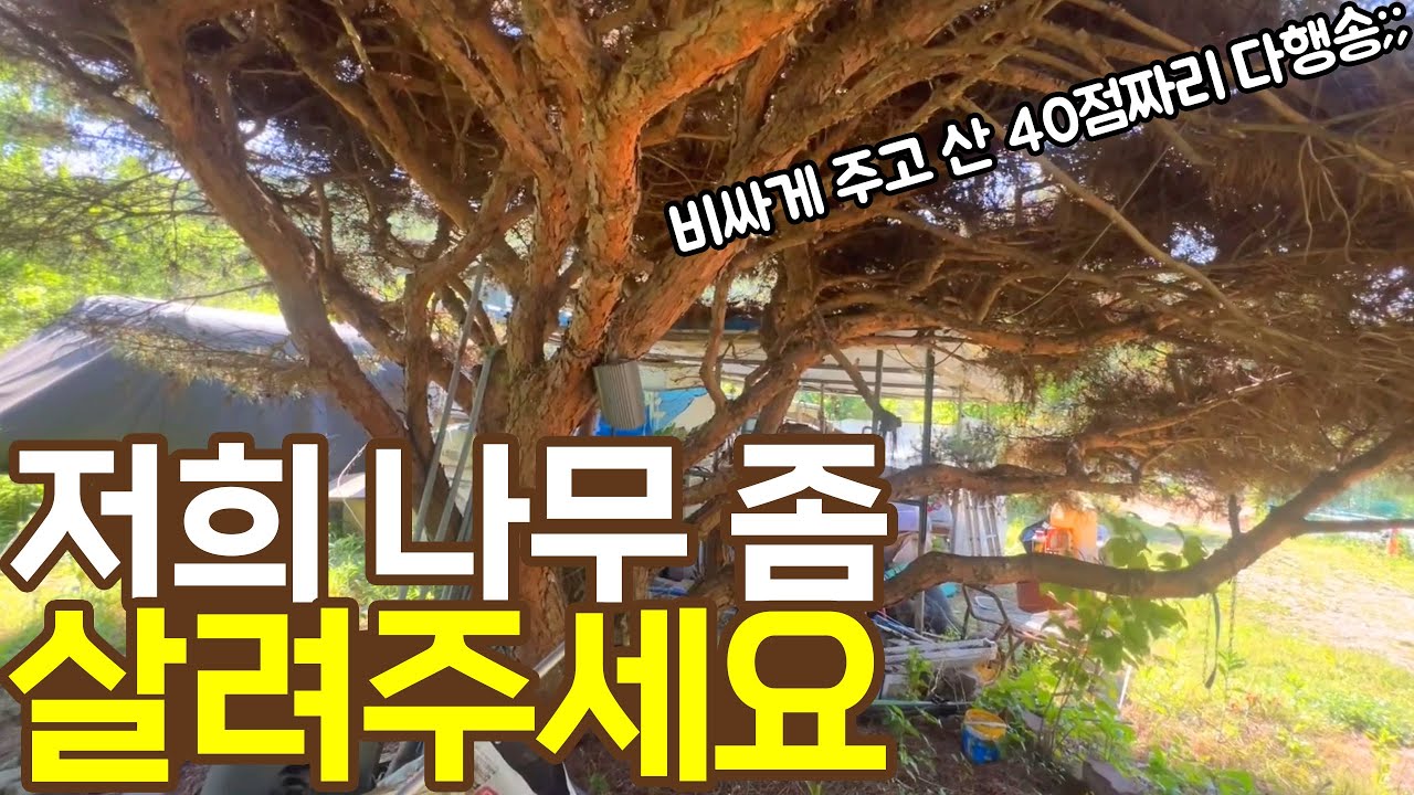 구독자님의 급한 전화. 해결해드리고 왔습니다🔥 [전원주택 다행송, 반송, 소나무 전지]