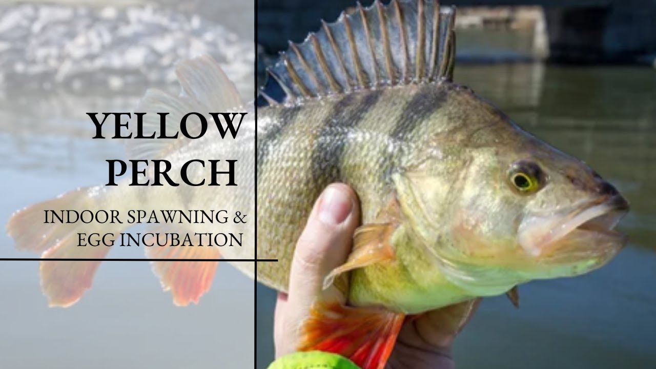 Yellow Perch Indoor Spawning