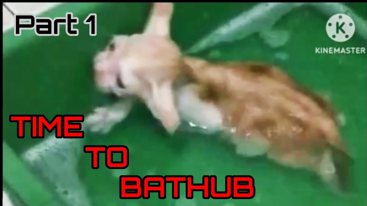 🔴 LIVE || BABY KIMO IS TIME TO BATHTUB...❗❗❗