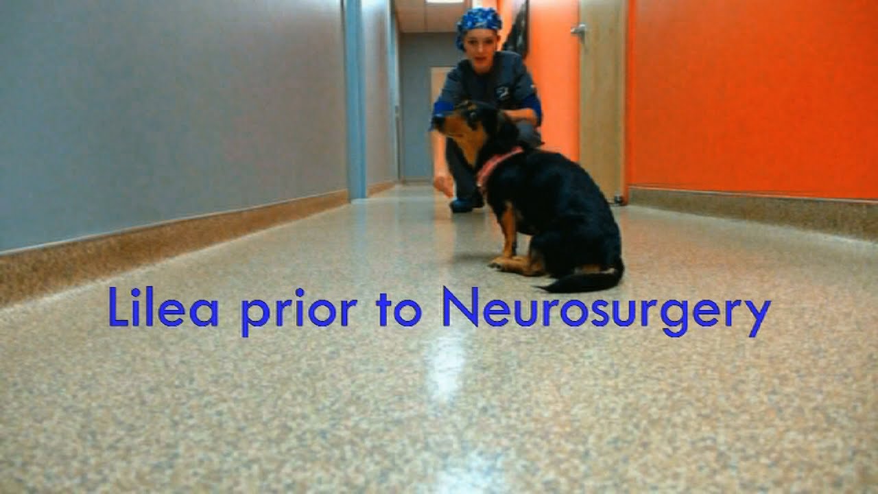 Lilea & Neurosurgery @ Colorado Canine Orthopedics & Rehab