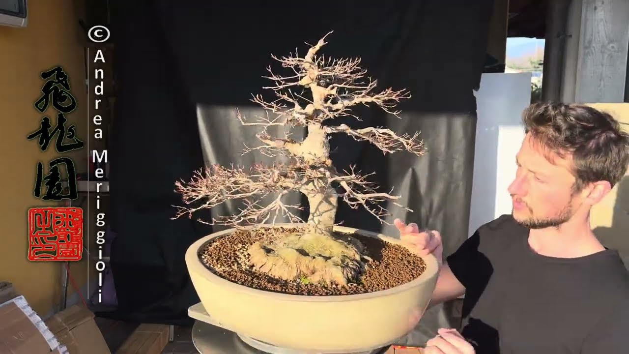 Acer buergerianum 26-25-X34