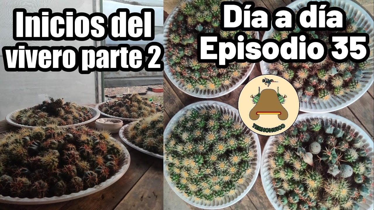 Parte 2. Los inicios del vivero de suculentas. Día a día en un vivero de suculentas. Episodio 35.
