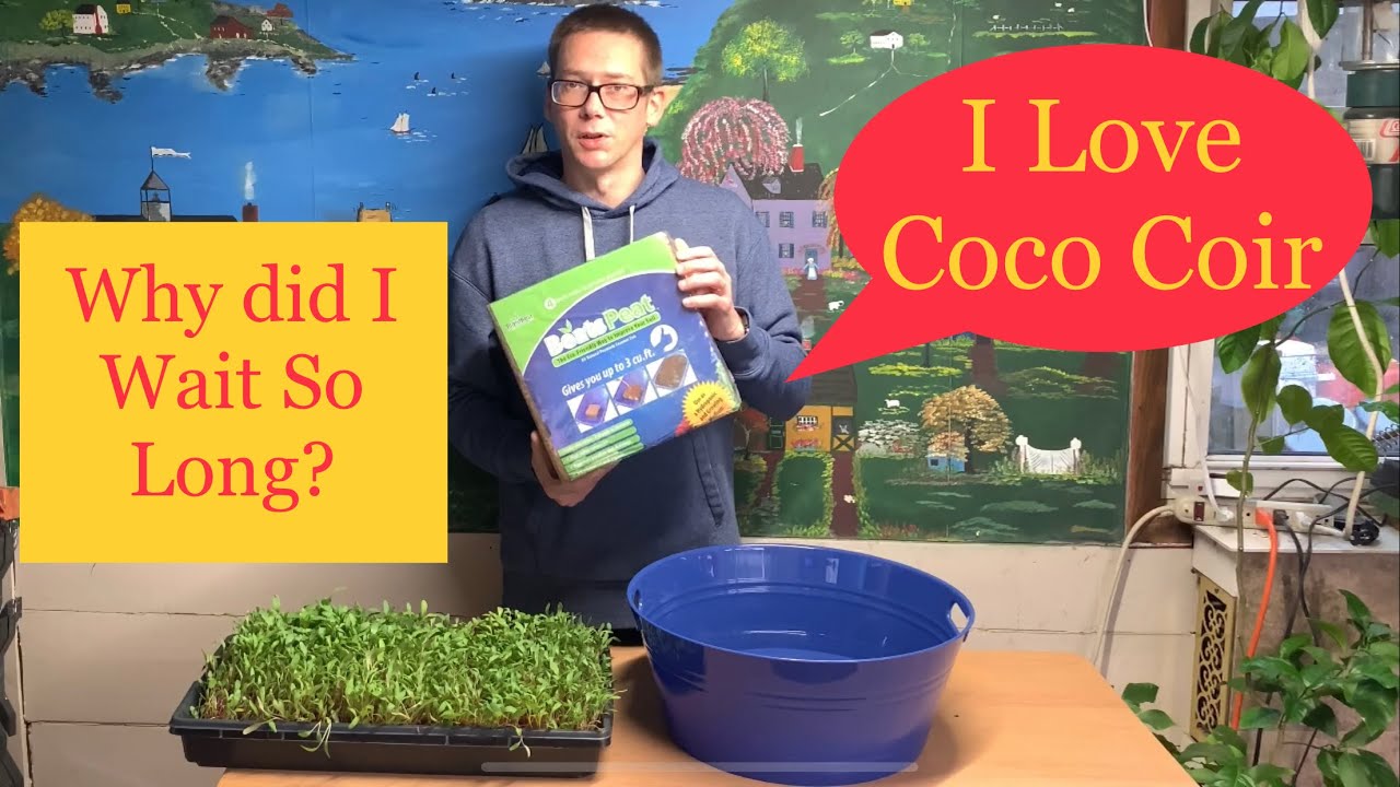 Coco Coir is my new Favorite Microgreens Grow Medium