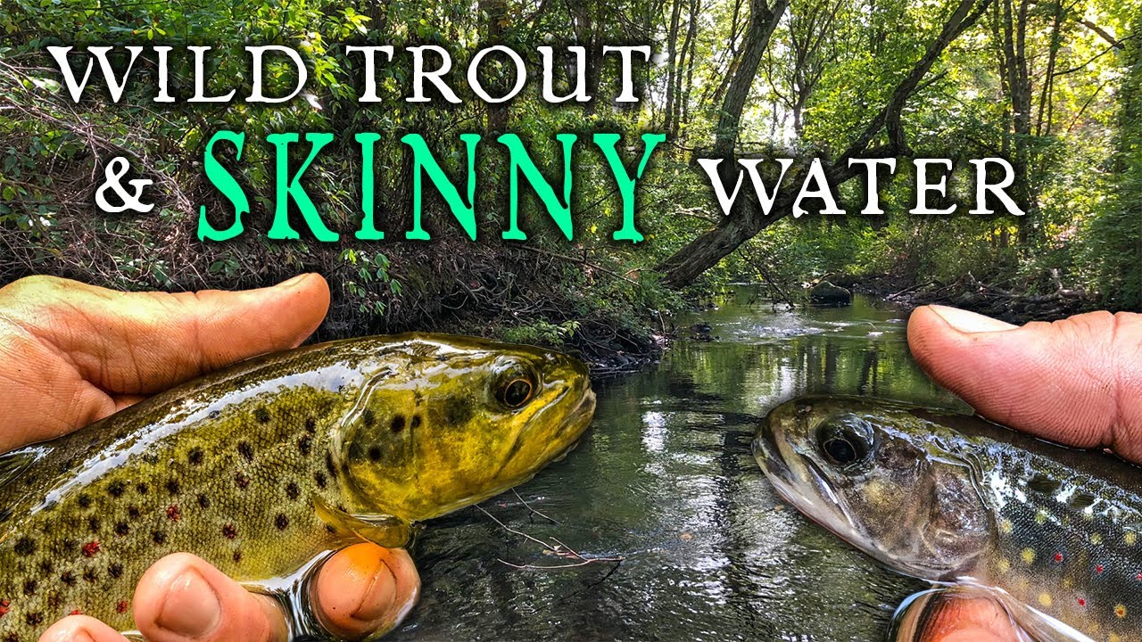 Chasing WILD TROUT on a SKINNY New England Stream