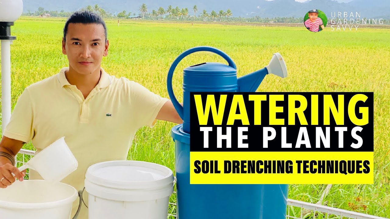 Paano magdilig ng halaman | Molasses Fertilizer | Soil Drenching Techniques | Watering The Plants