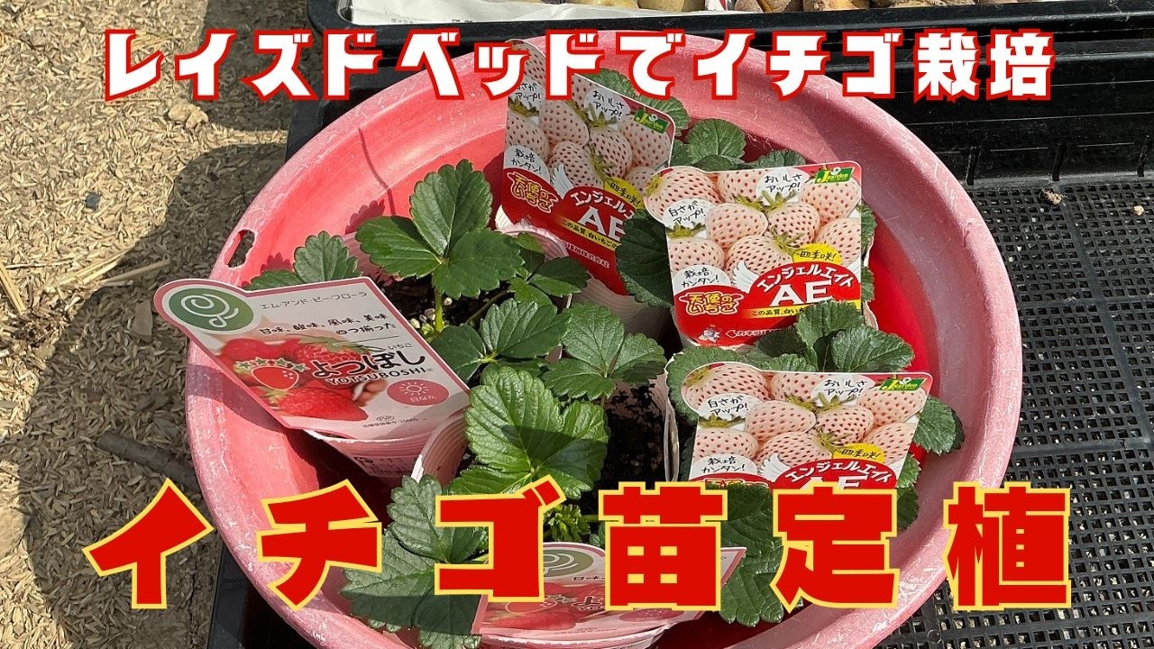 レイズドベッドにイチゴ苗を定植しました★苗を植えるときはグーパンチを忘れずに！【菌ちゃん農法３年目】