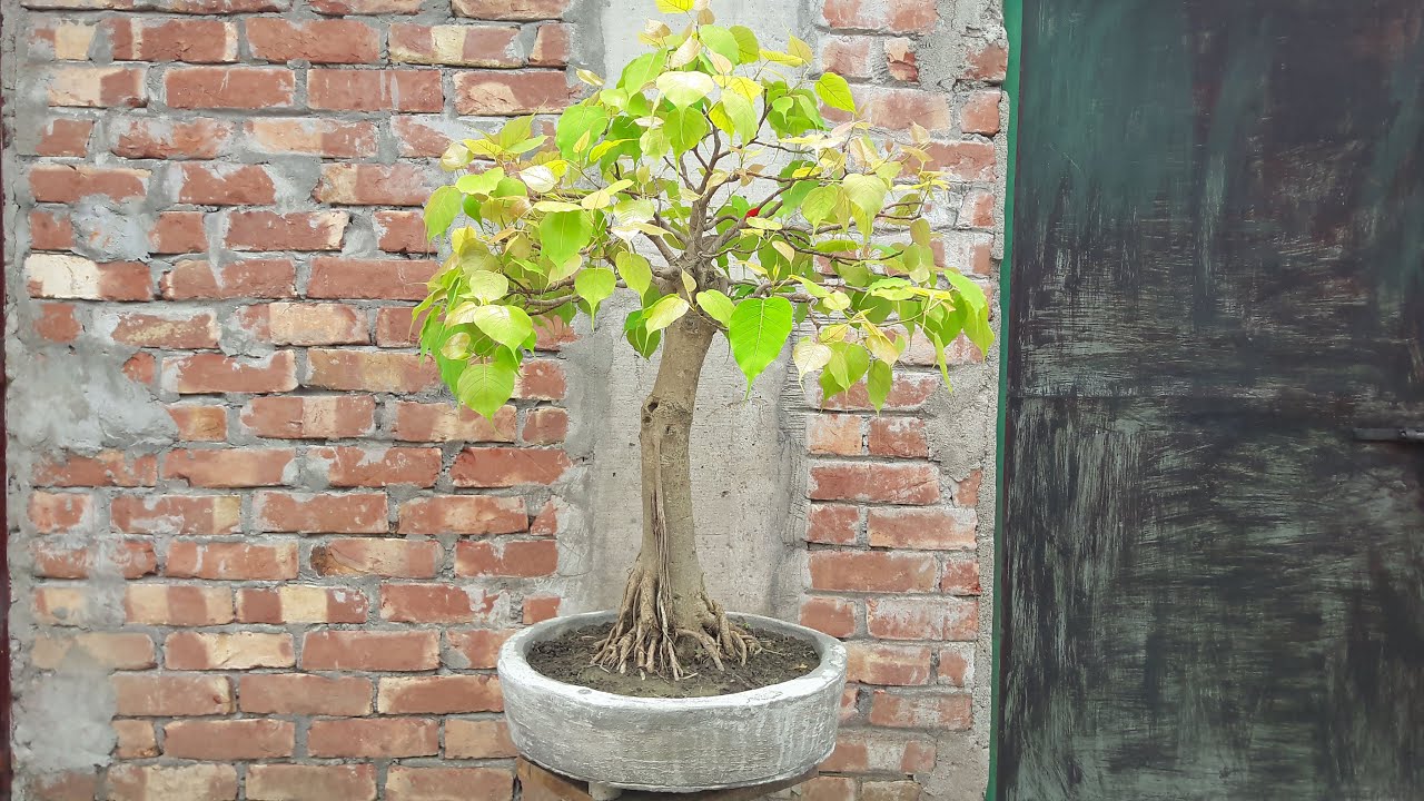 Ficus Bonsai Prune and Repot | Ficus Religiosa | Ep- 19 | Green life |