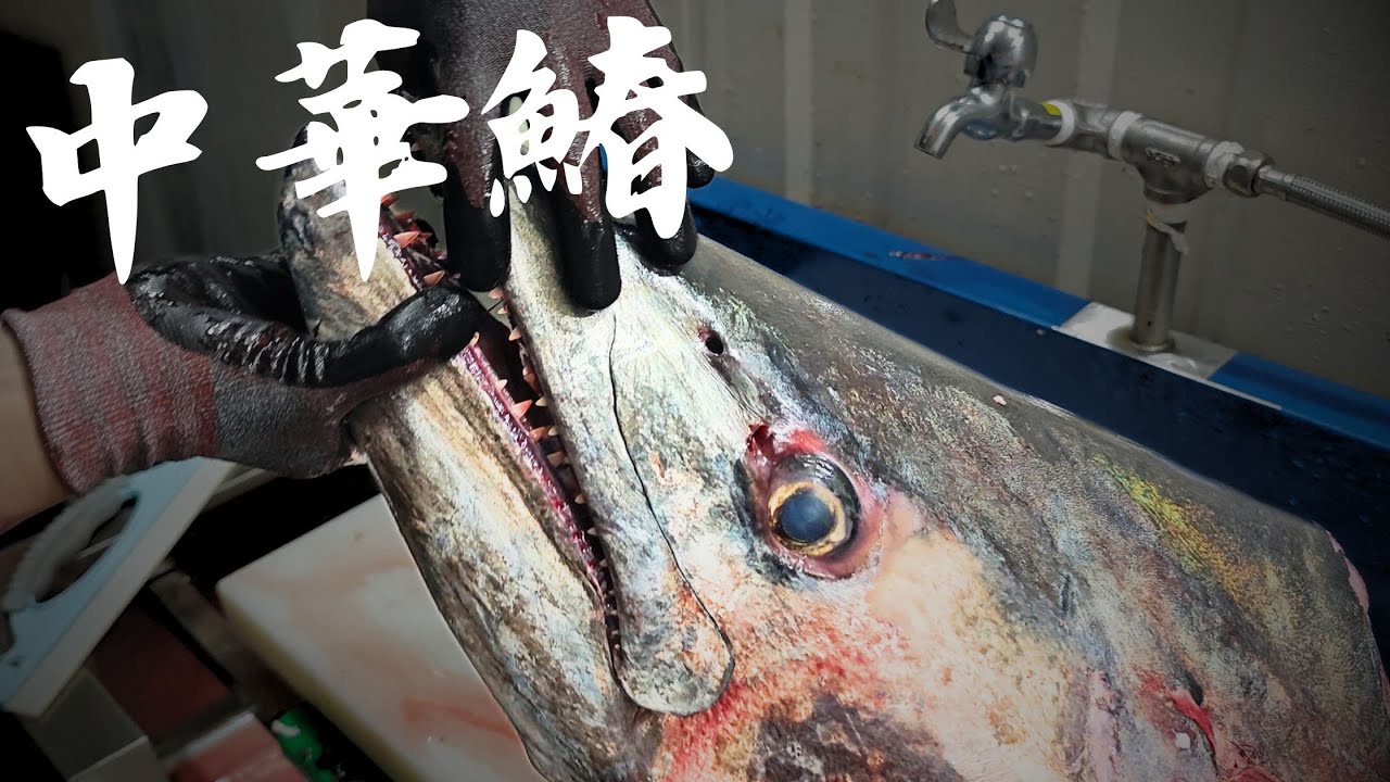 我處理過最大的腦天!  77公斤中華馬加鰆