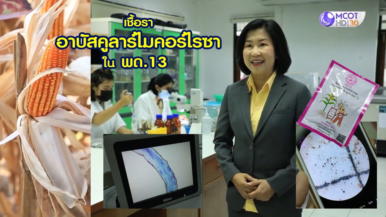 กรมพัฒนาที่ดิน - เชื้อรา อาบัสคูลาร์ไมคอร์ไรซา ใน พด.13