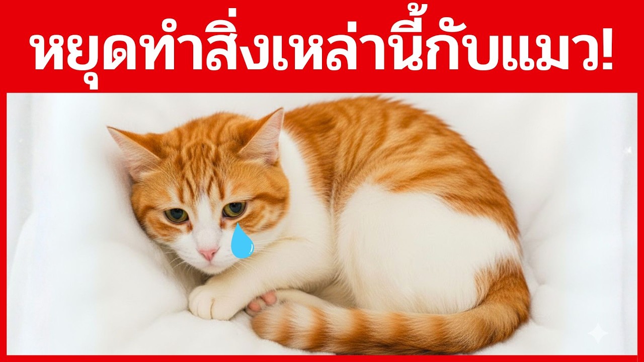 ความโหดร้ายเหล่านี้!…จะทำให้แมวคิดว่าคุณไม่รักพวกเขา