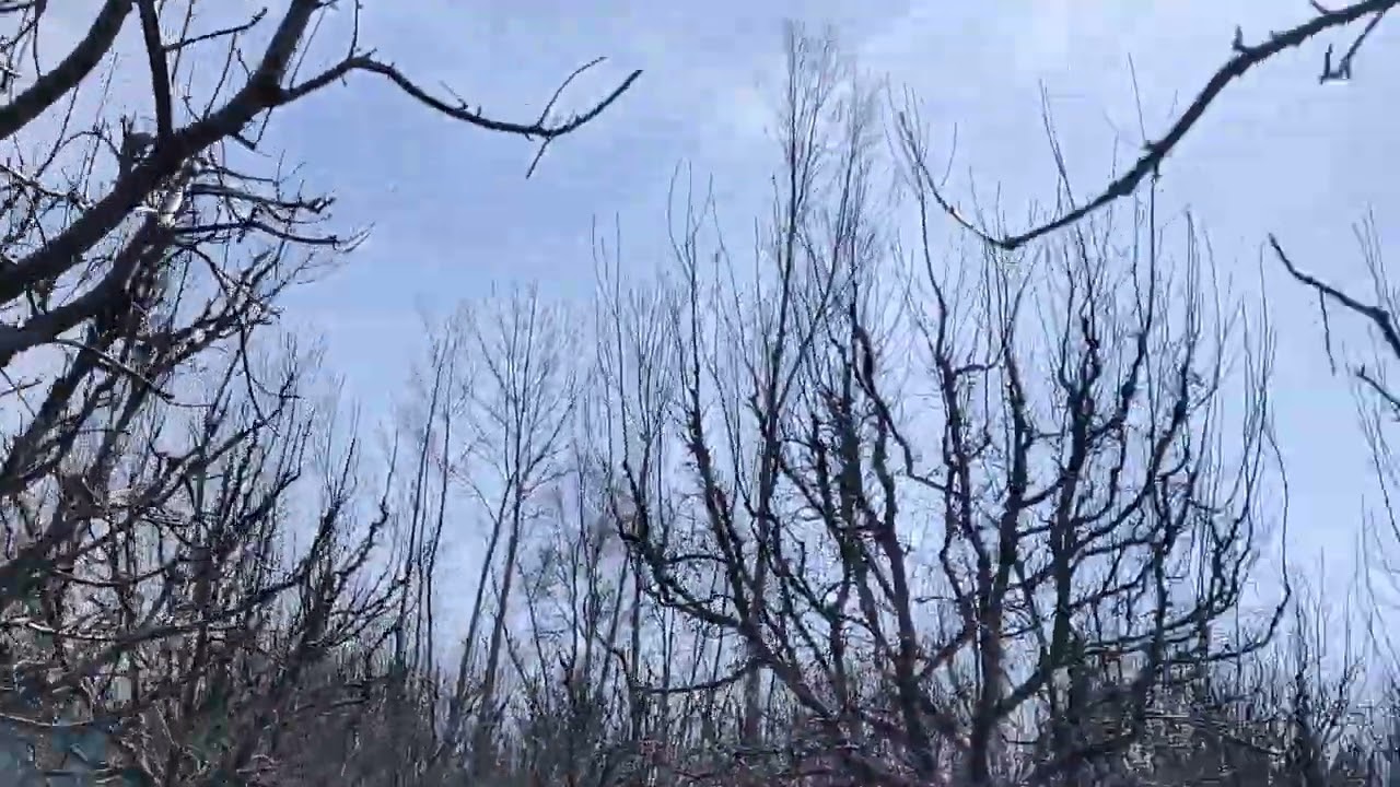 Results of castic soda(NaOH) spray and urea spray green fungus,menhdi, pruning