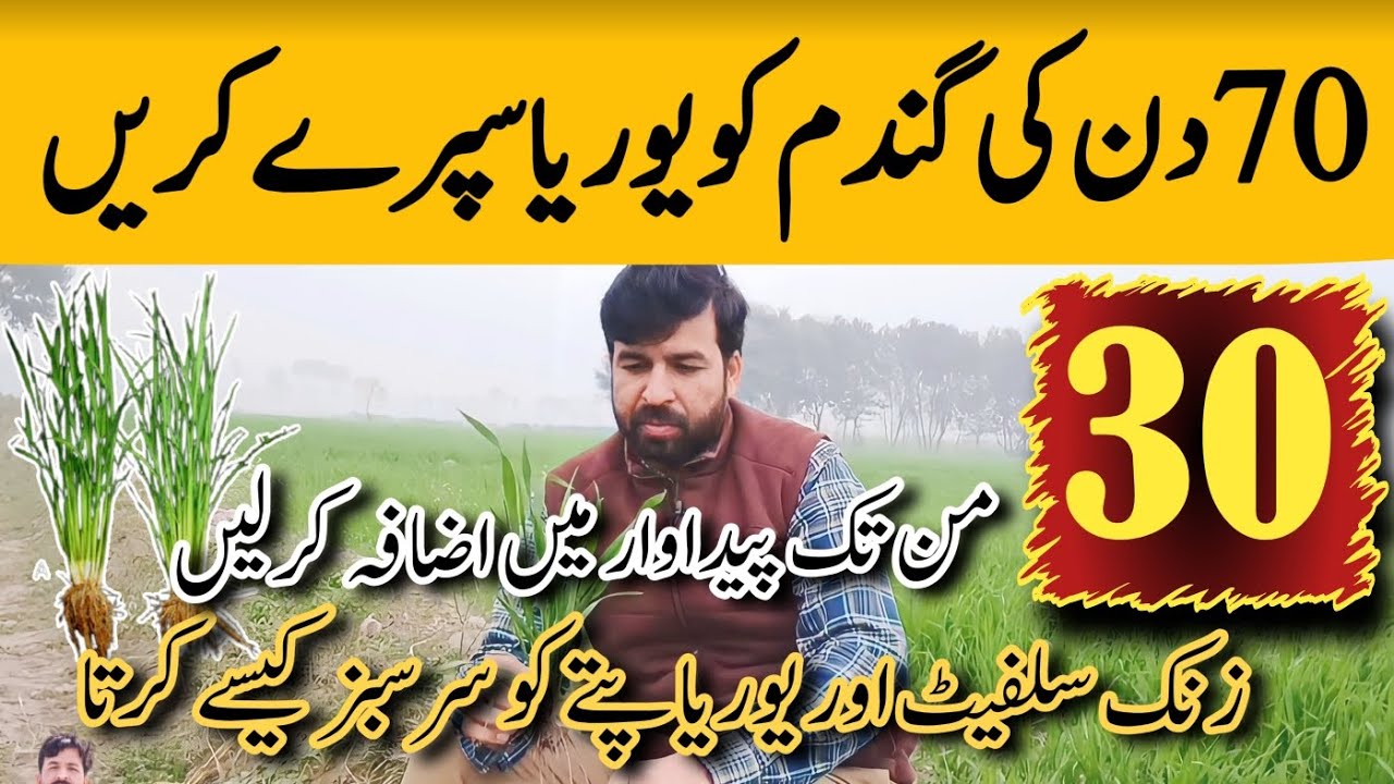 Fertilizer spray in wheat crop for better tillers and yield #agriculture #fertilizer #Mumtazdhakoo
