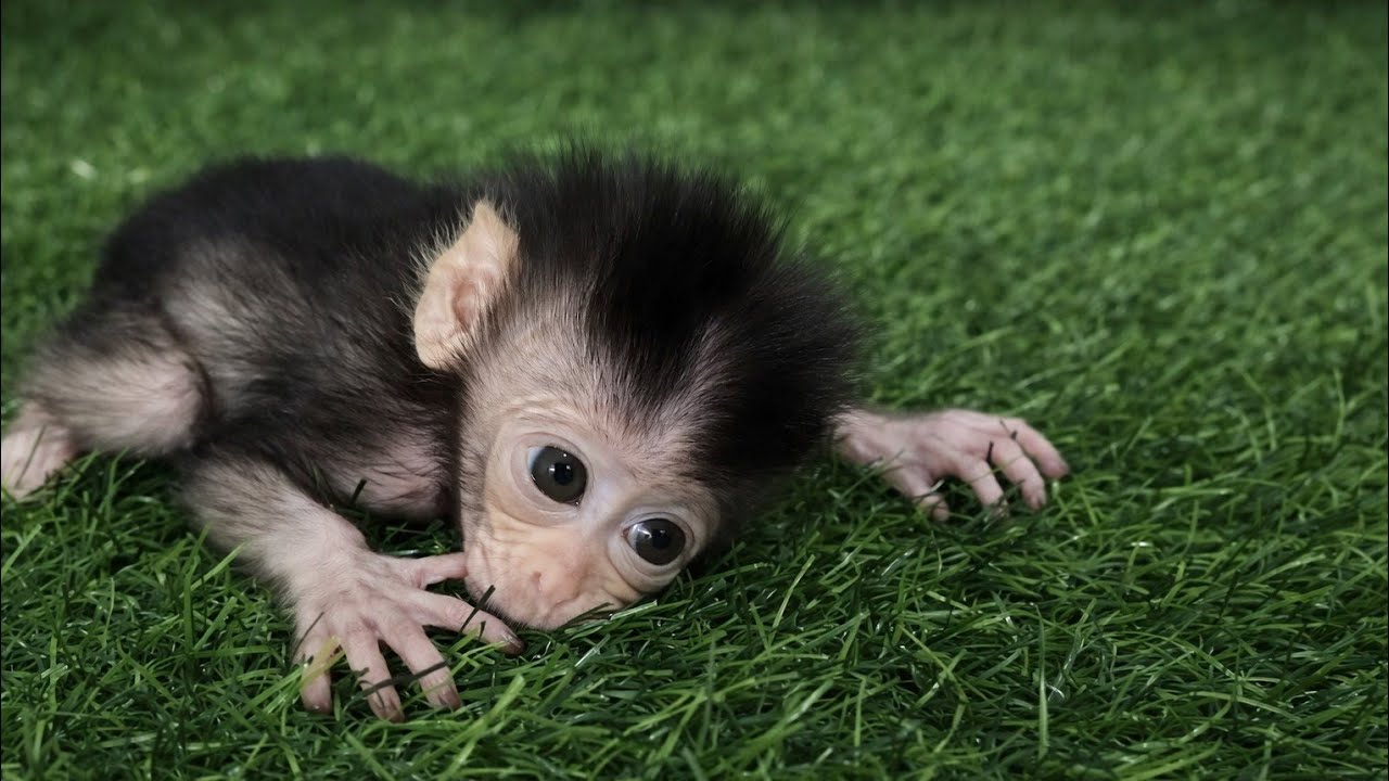 NEWBORN BABY MONKEY KIMMY WITH ADORABLE ROUND EYES