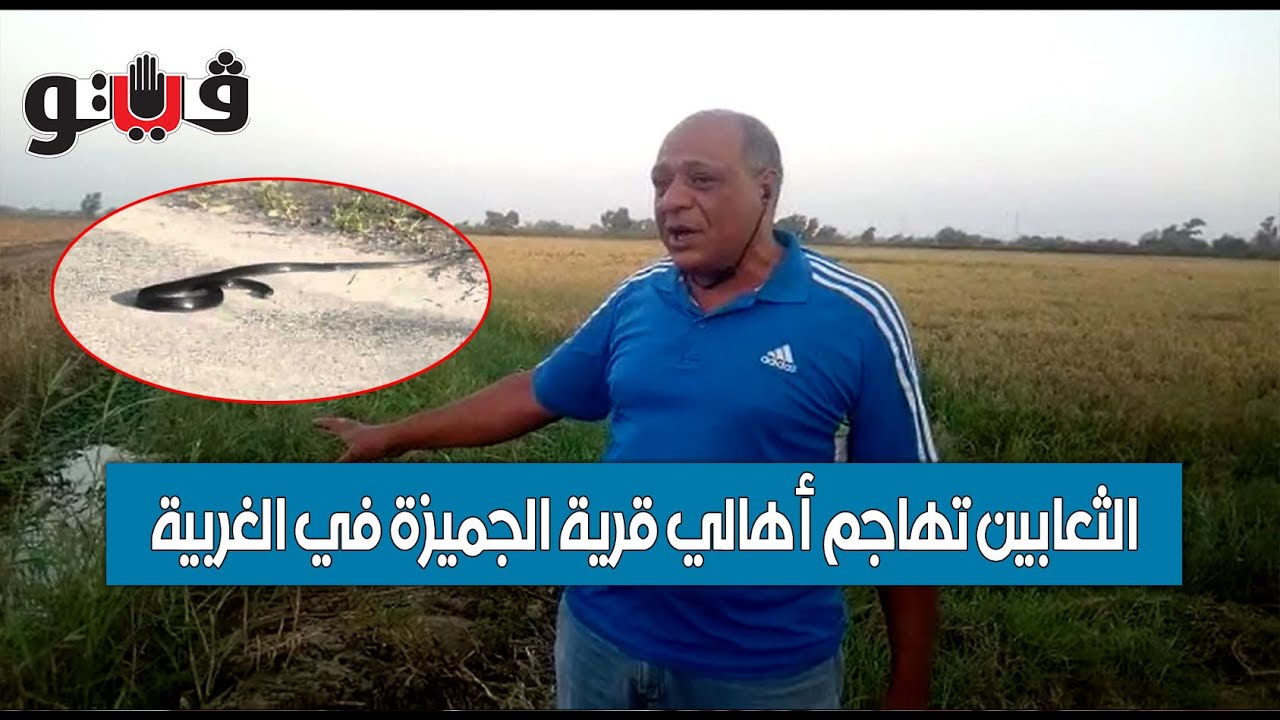 بوابة فيتو |  الثعابين تهاجم أهالي قرية الجميزة في الغربية