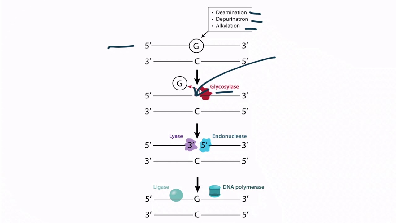 USMLE Step 1 Molecular Biology - DNA Repair
