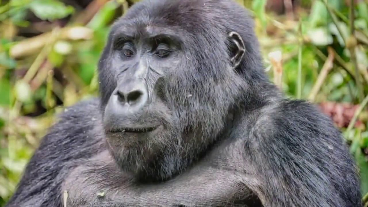 Similitud entre los chimpanc&eacute;s y humanos