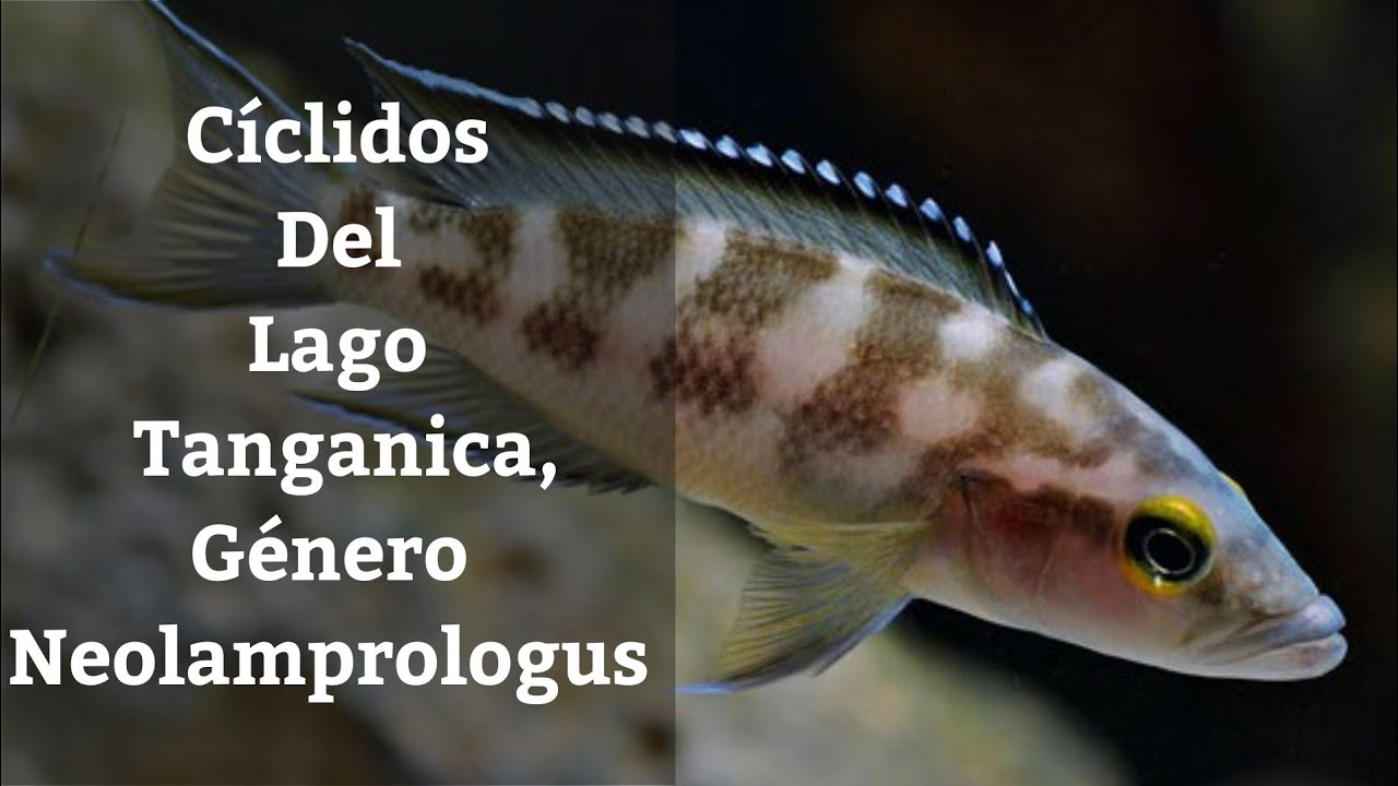 🔵 Género Neolamprologus,Cíclidos Africanos Del Lago Tanganica  (Acuarios MB)