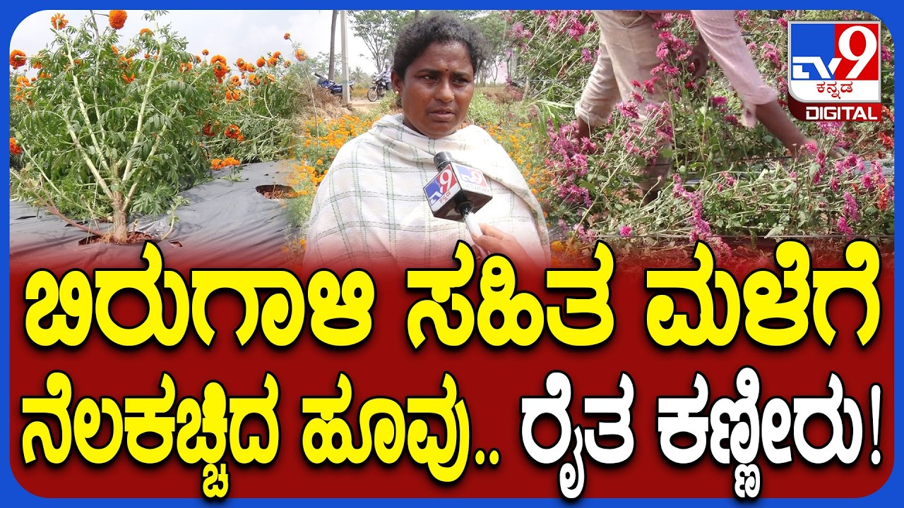 Rain Effect: ವರ್ಷದ ಮೊದಲ ಮಳೆಗೆ ನೆಲಕಚ್ಚಿದ ಹೂವು.. ರೈತನ ಯಗಾದಿ ಖುಷಿ ಕಸಿದ ಮಳೆರಾಯ! | #TV9D
