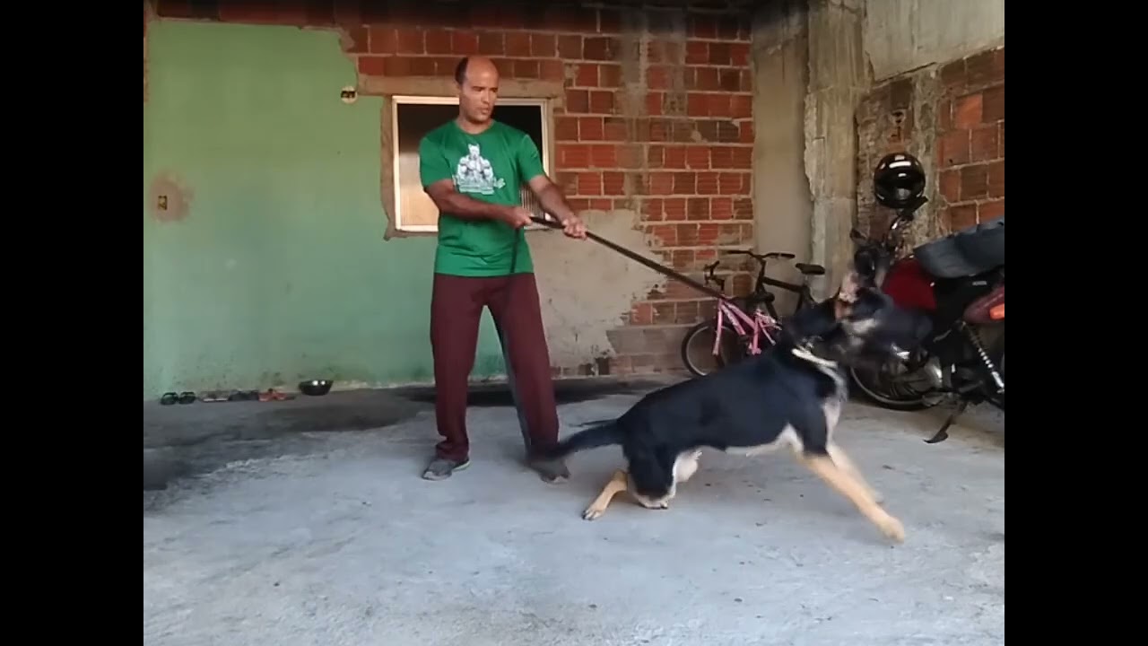 Agressão em animal jovem. Xamã mostrando muito equilíbrio em seu primeiro treino de proteção.