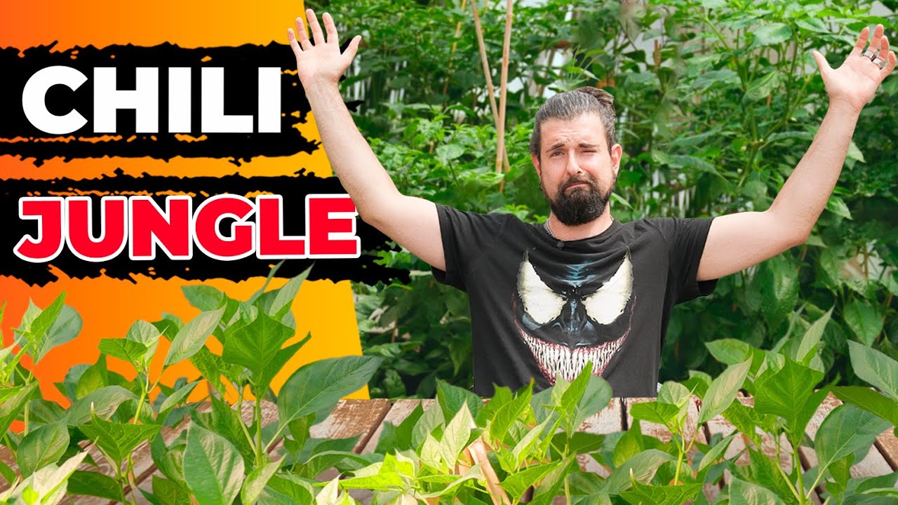 Ein Gewächshaus wirkt Wunder! | Chili Saison 2024 Update