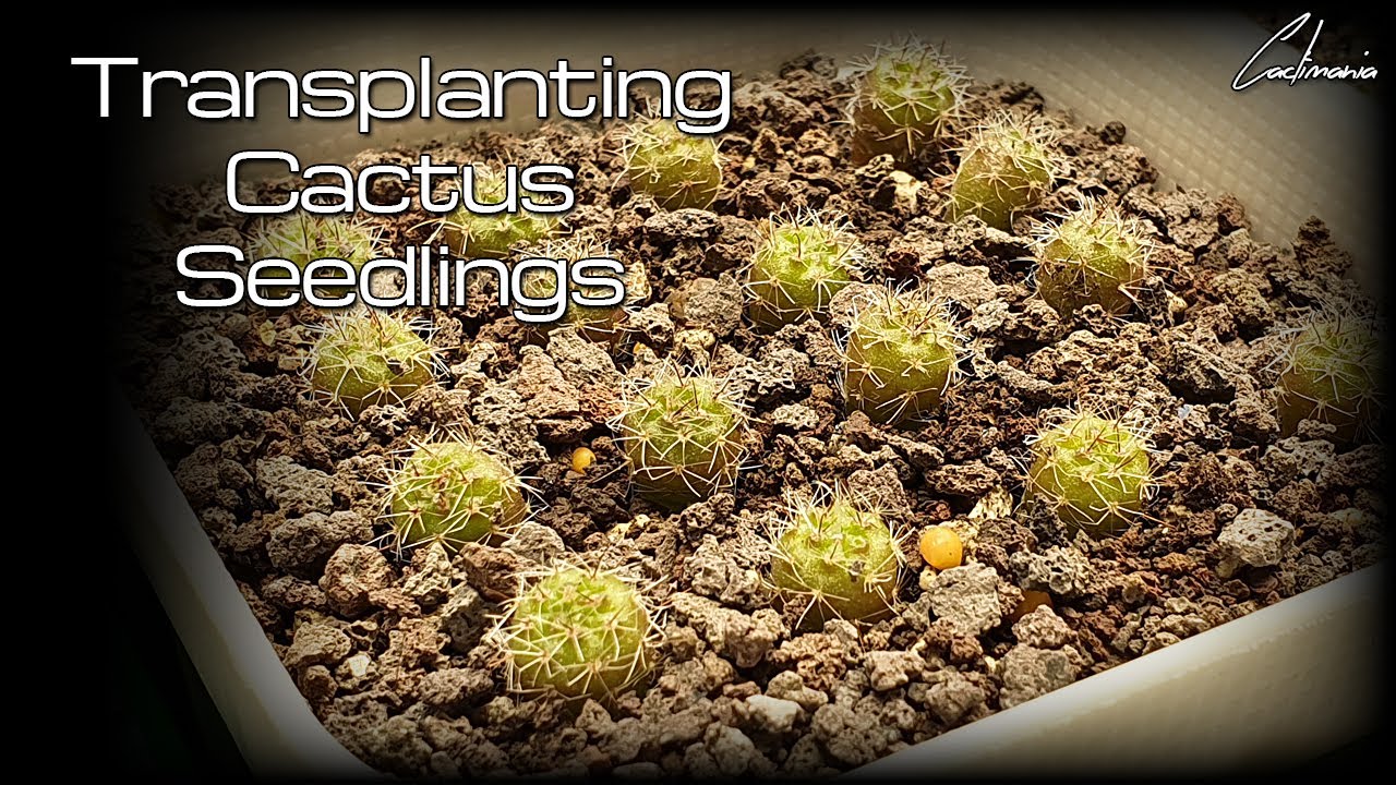 Transplanting Cactus Seedlings | Parodia Ottonis