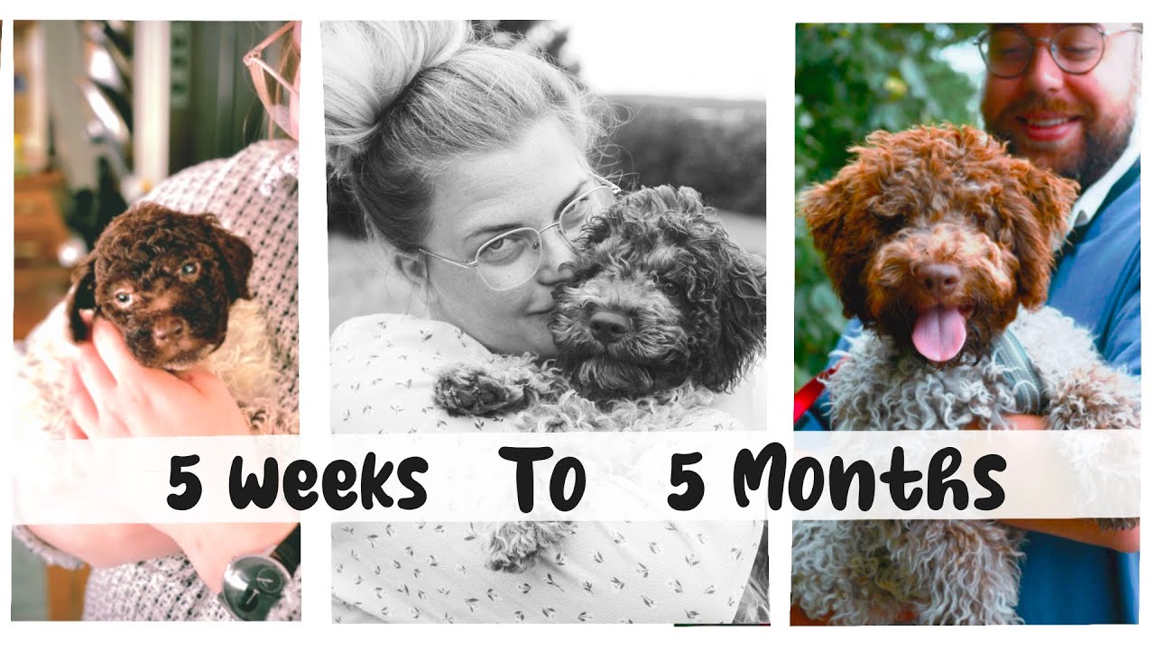 Watch our little Frasse grow up - Lagotto Romagnolo