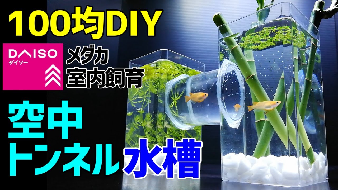 メダカの【空中トンネル水槽】作り方100均DIY! メダカ室内飼育 ボトルアクアリウム・卓上ビオトープ作成～How to Make Tabletop Aquarium～