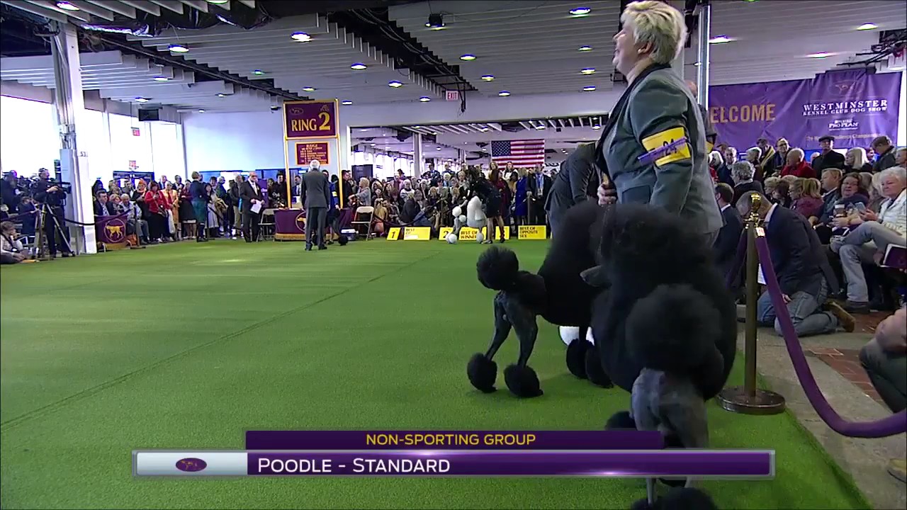 Poodle Standard Westminster Kennel Club 2017