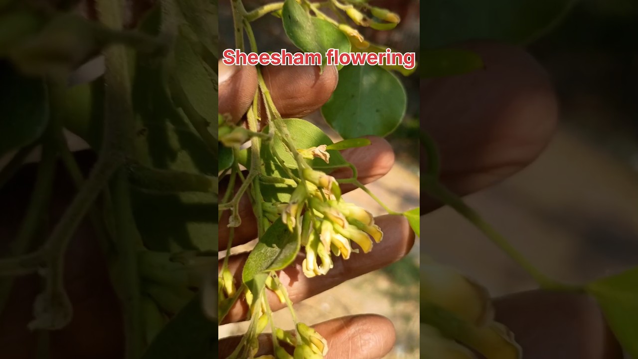 Shisham flowering - North Indian Rosewood #nature #music #gardening #flowers #shorts #ytshorts