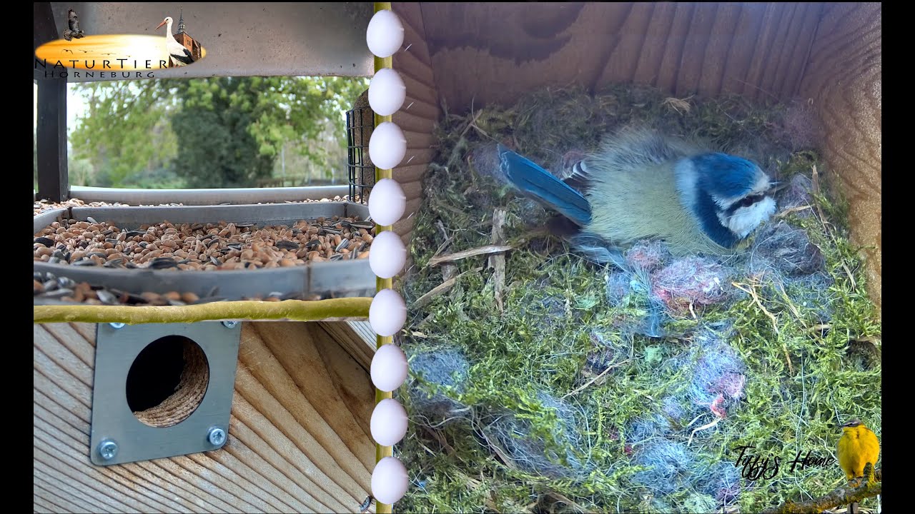 Blaumeisen Nistkasten - Futtterstelle - aus Horneburg / Blue tit LIVE nesting box