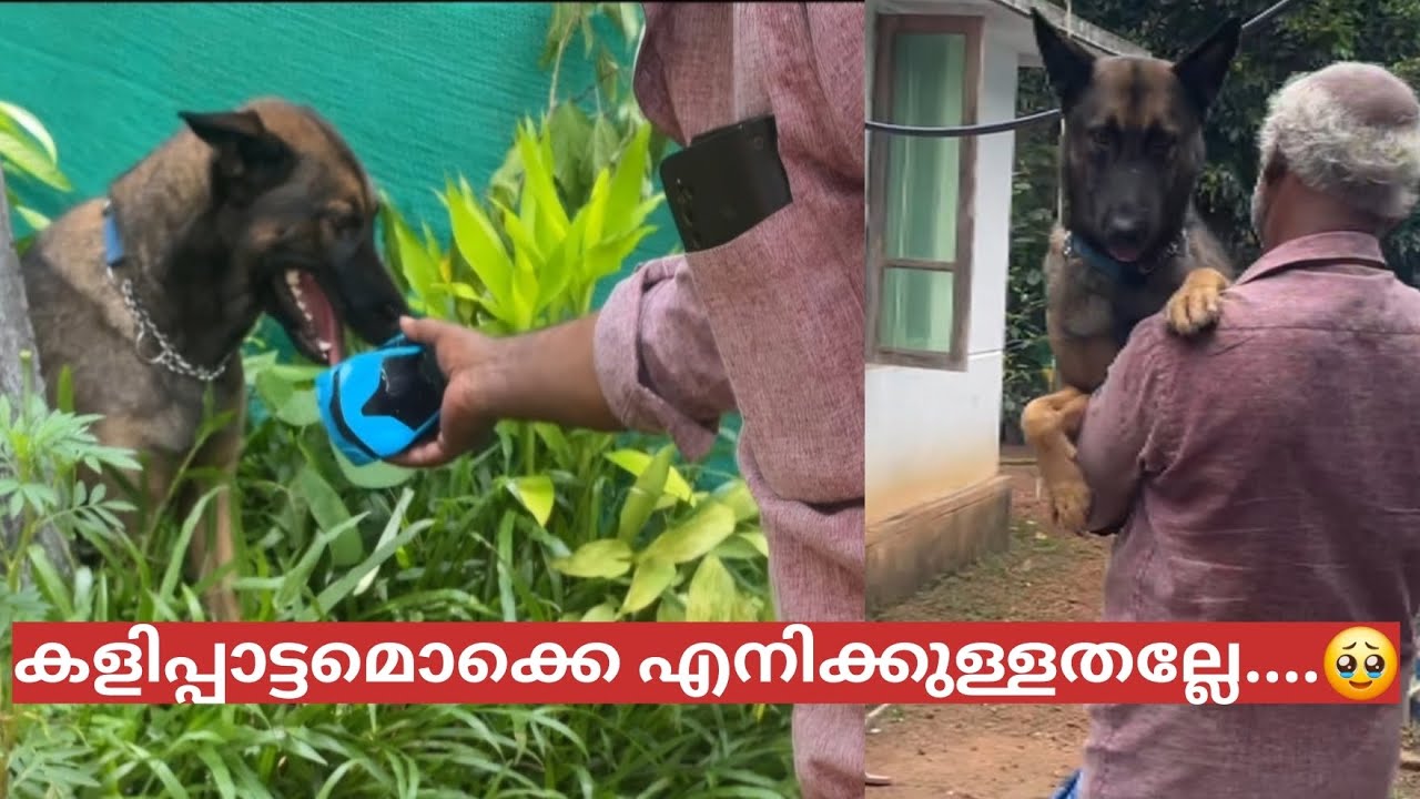 Laika - പിണങ്ങി നിങ്ങൾ കണ്ടിട്ടുണ്ടോ?🥹|LeoLaika|Chottuz|Toys