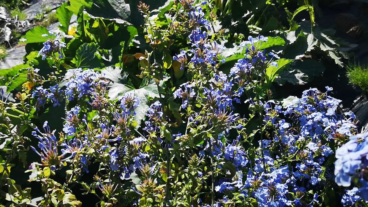 Ołownik i koliber w Polsce :) to ćma dzienna niestety ale za to bardzo rzadka i pięknie wygląda.