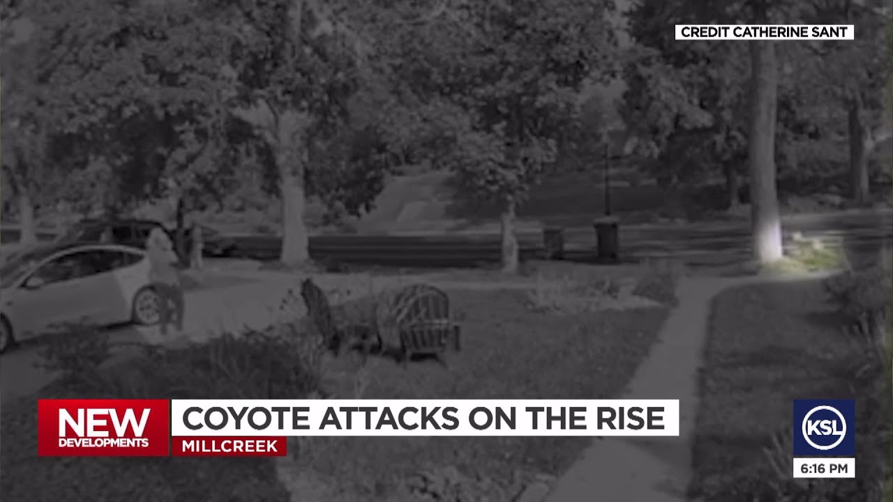'They're following people in our neighborhoods:' Millcreek sees uptick in coyote sightings