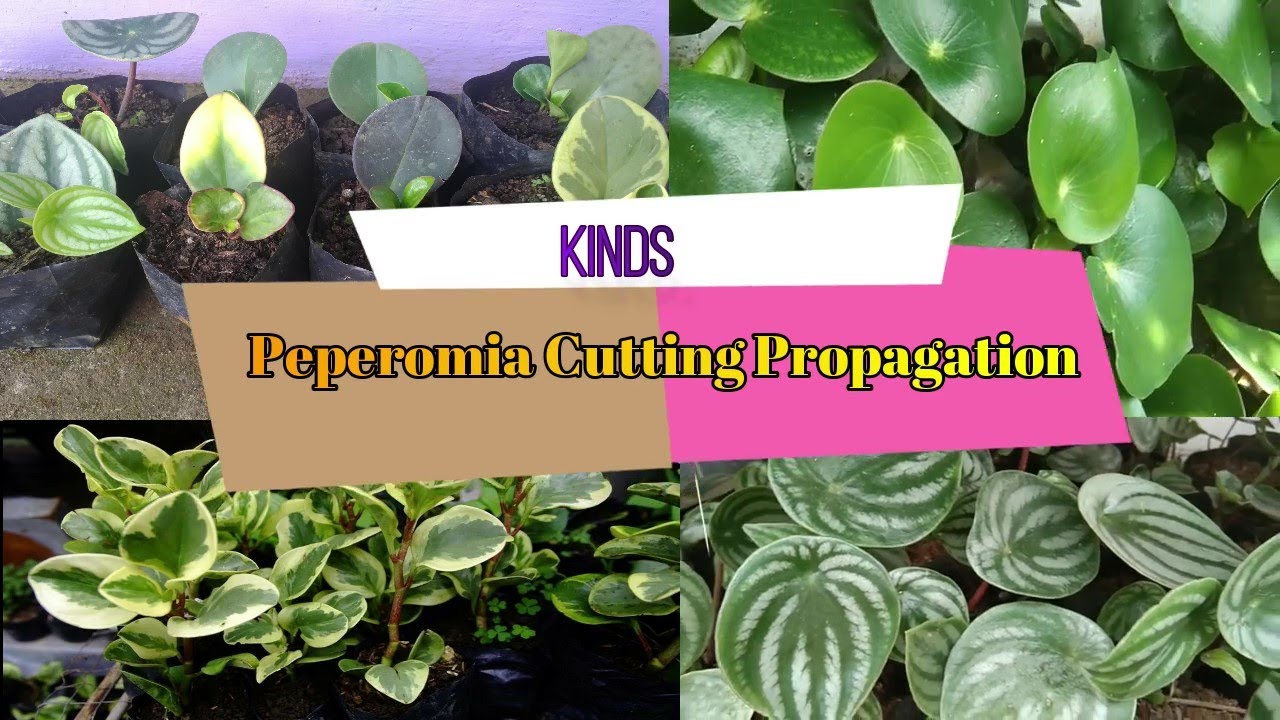Peperomia Cutting Propagation| Kinds