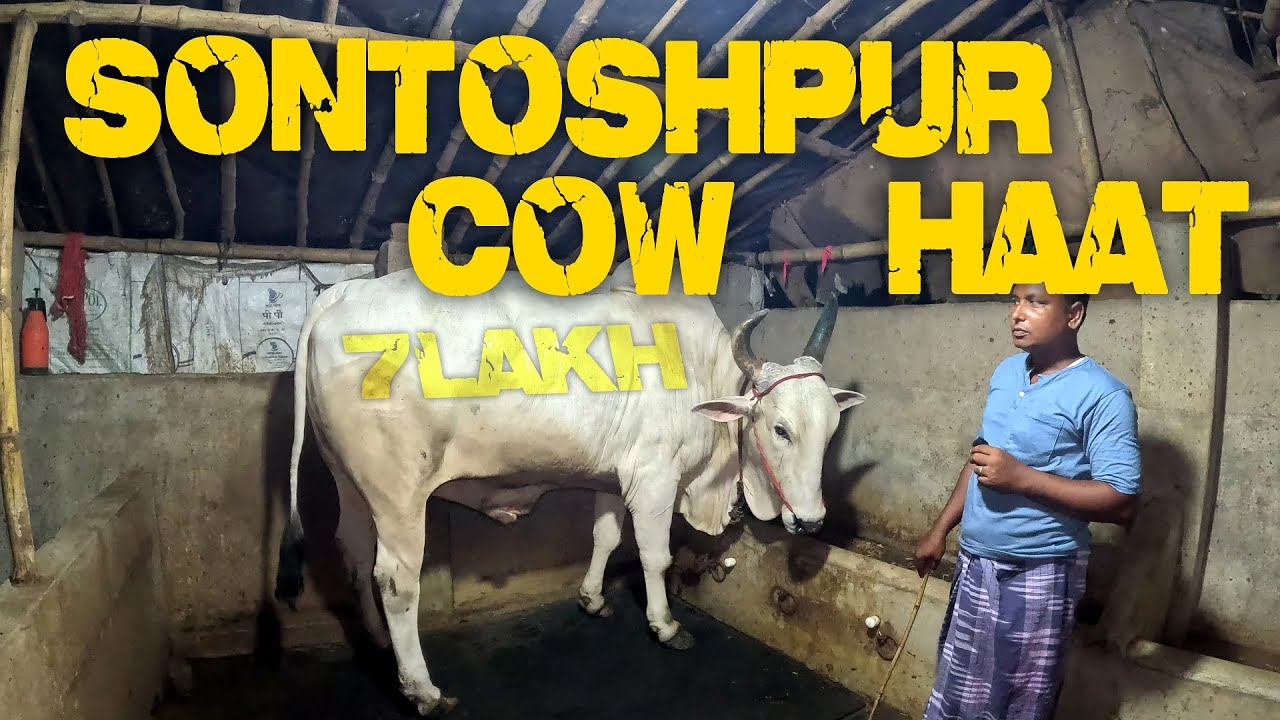 Santoshpur cow Haat 2025 | EID COW 2025 | FULL COVERAGE WITH PRICE || BEST RATES || Kolkata Cow 2025