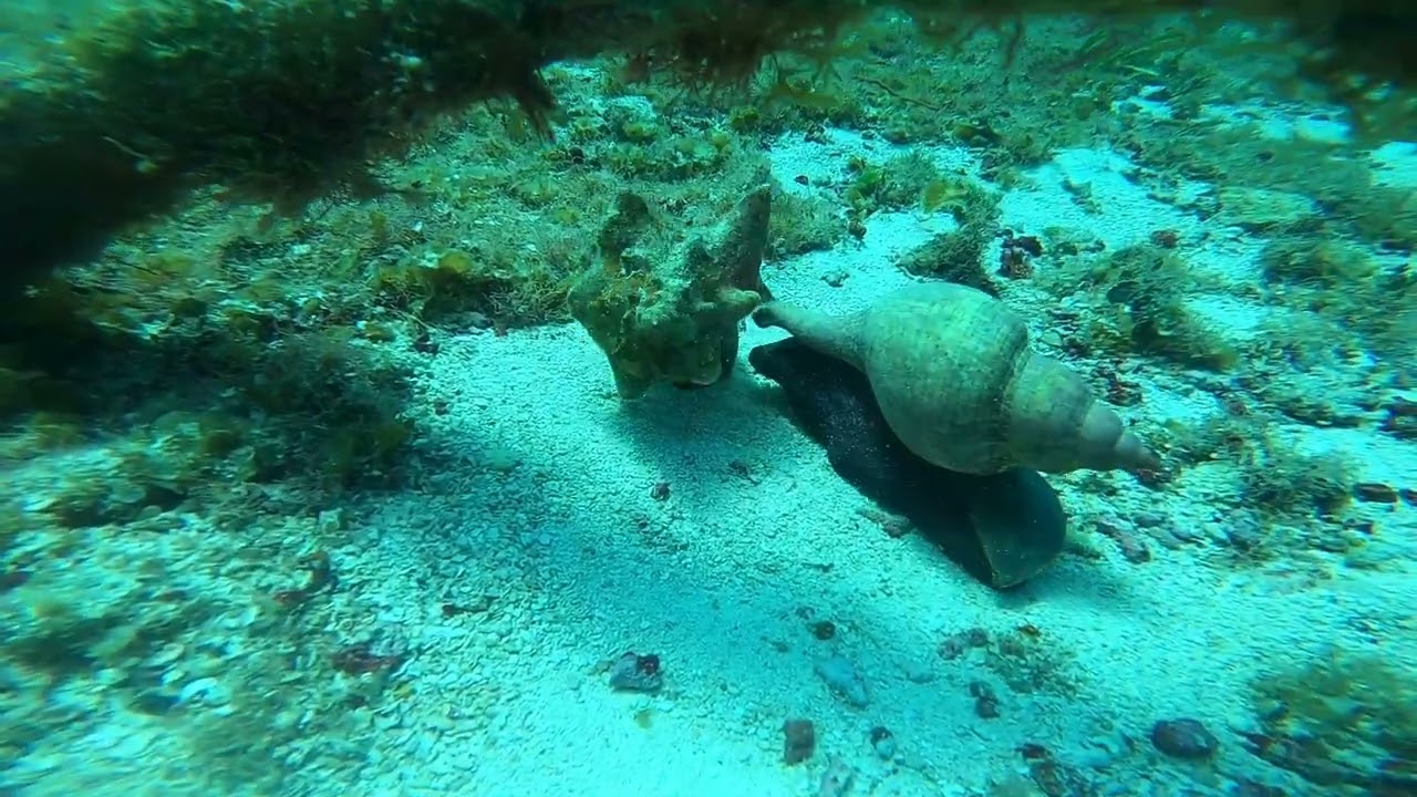 Horse Conch  hunting a Queen Conch