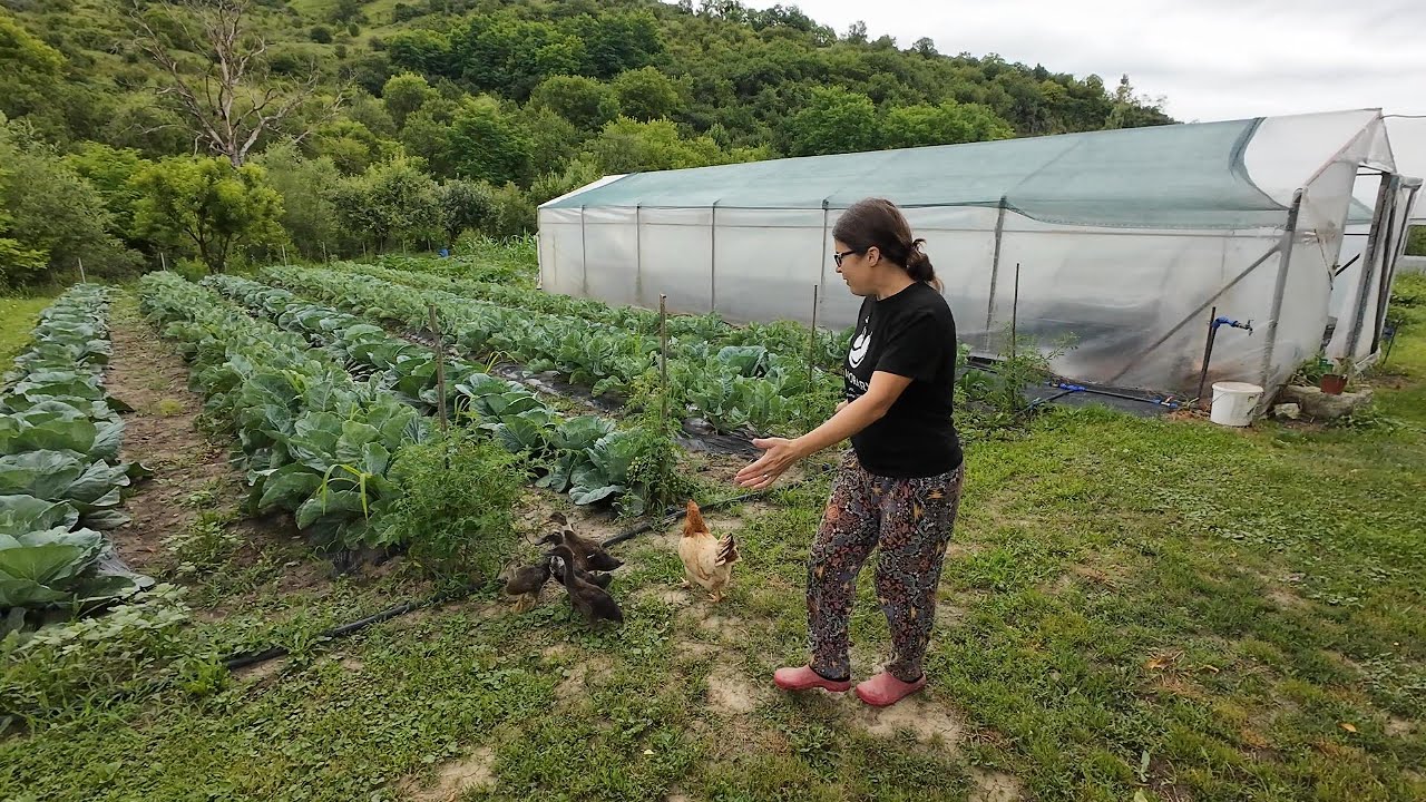 Ratele indiene au inceput sa ''vaneze' | Am gasit un izvor cu apa buna la noi in comuna
