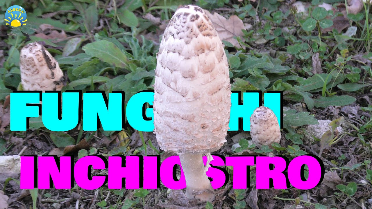 (Incredibile! FUNGHI inchiostro in INVERNO) COPRINO CHIOMATO (COPRINUS COMATUS, SHAGGY INK CAP)