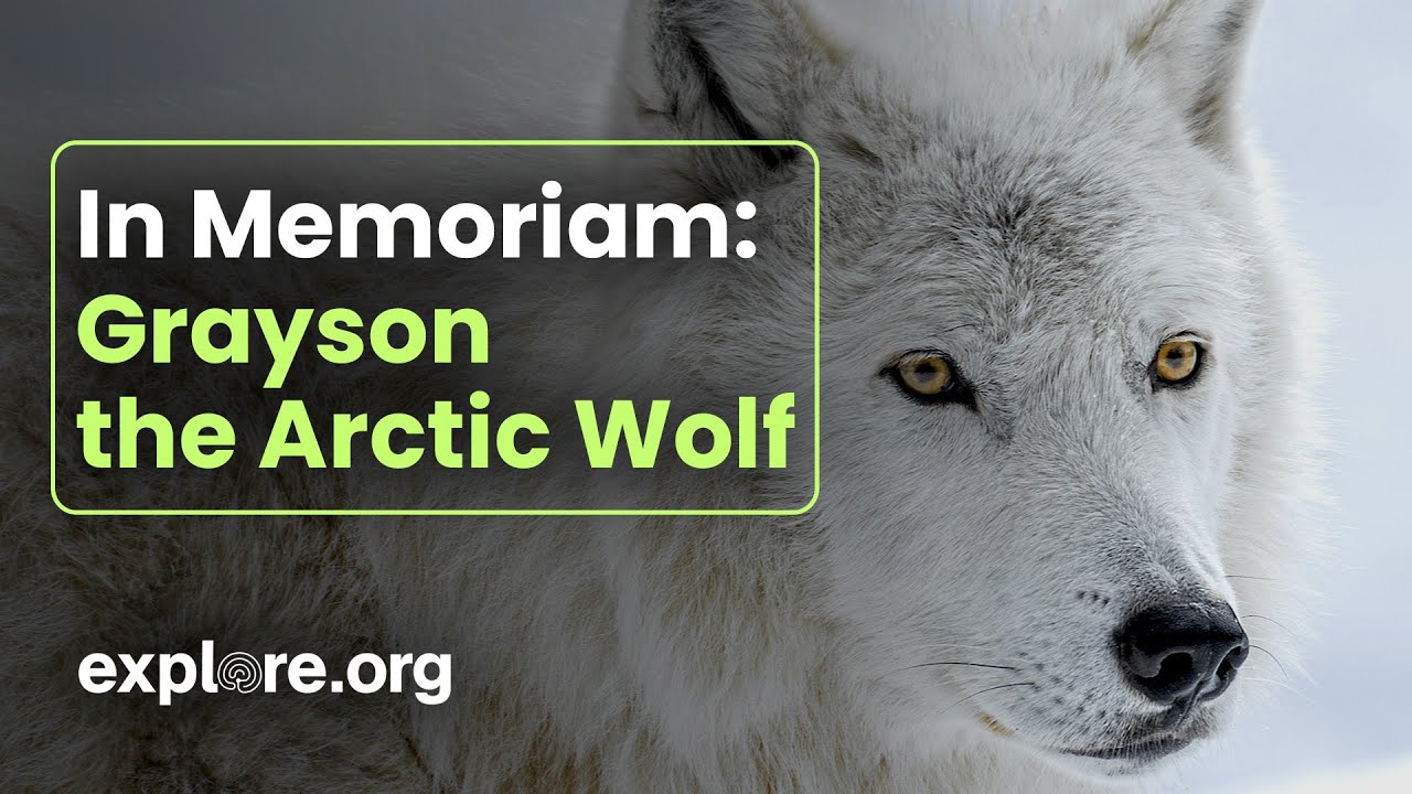 In Memory of Grayson the Artic Wolf