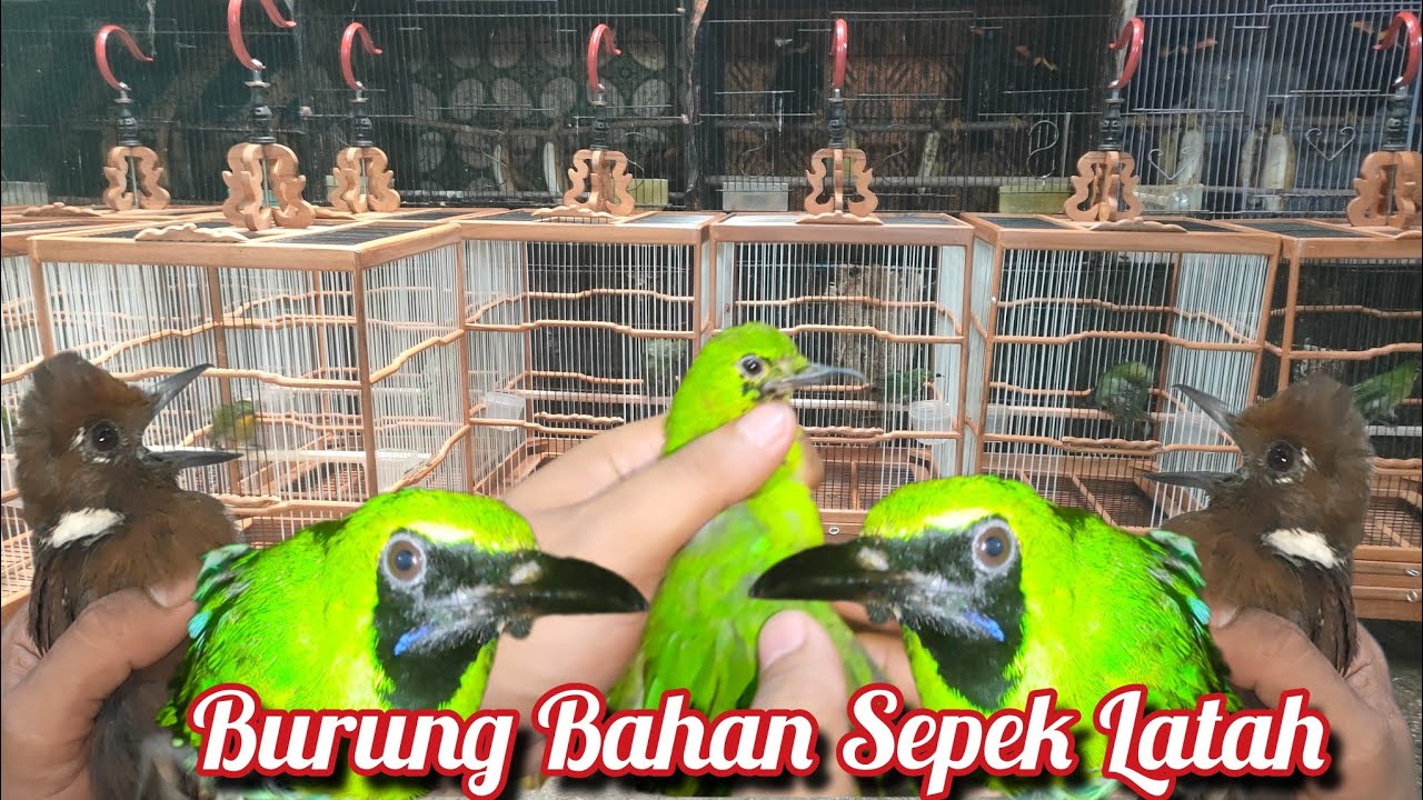 Burung Bahan Latah Yang Paling Mantap 