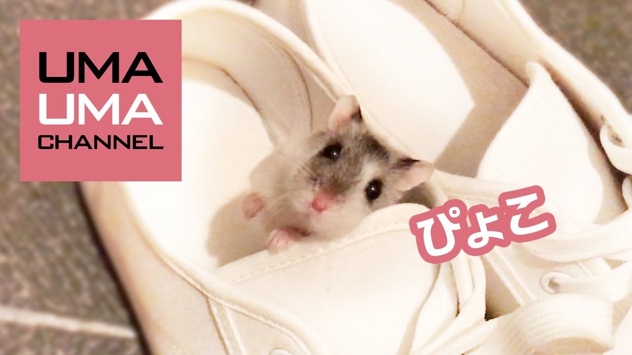 うちのハムスターが犬っぽい【うまる#19】A doggish hamster