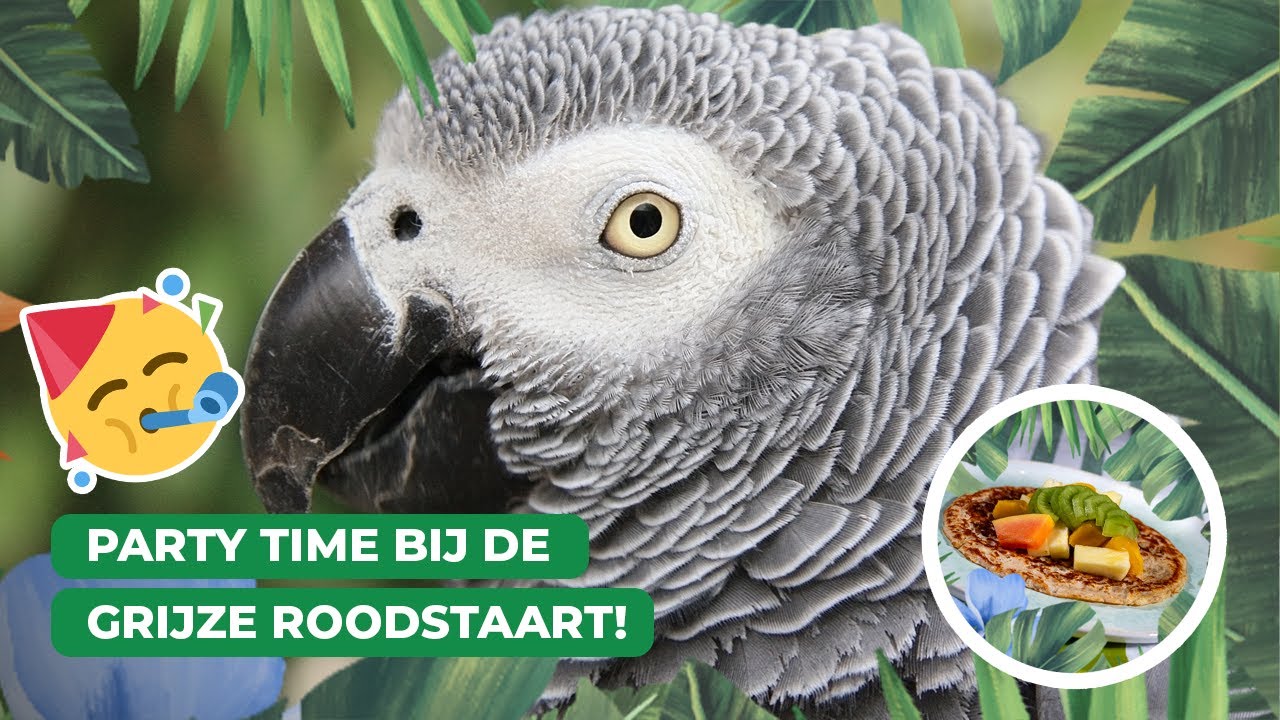 Het is tijd voor een feestje! Koken met de grijze roodstaartpapegaai | Keuken Blijdorp 🎉🥞