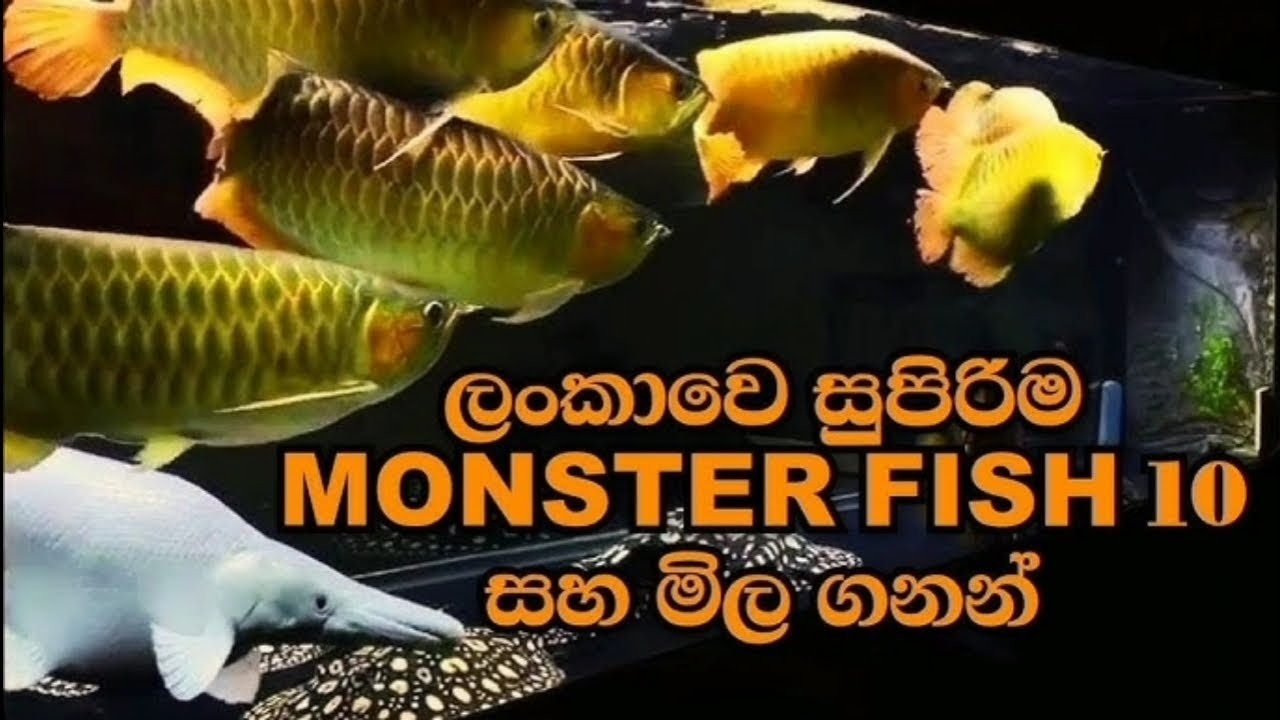 Top 10 Monster Fish And Their Prices 2025.