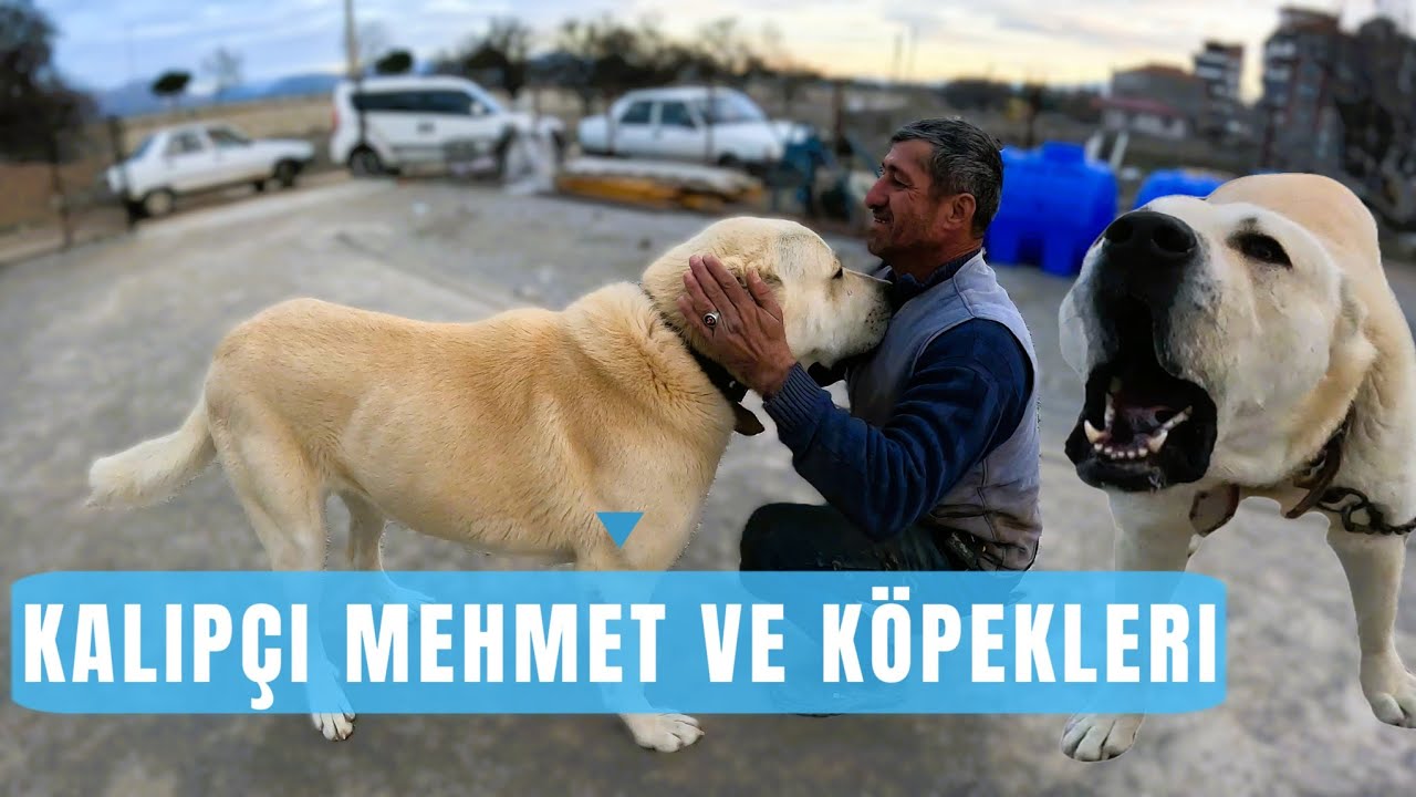 КАЛИПЧИ МЕХМЕТ И ЕГО СОБАКИ. КОСОВО ДУМАН АГА БРАТ И ГАРЕМ. #анадолукобанкопеги #собака