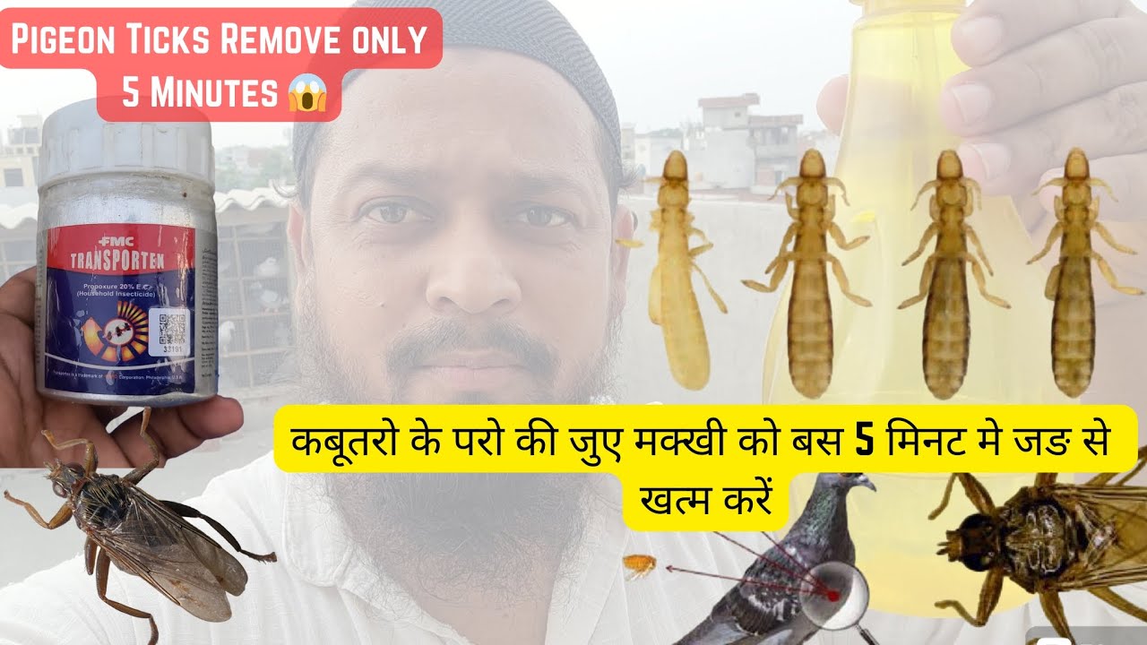 Pigeon Ticks Remove in 5 Min😱|कबूतर की जुए मक्खी बस 5 मिनट मे खत्म💯|Pigeons care factory|